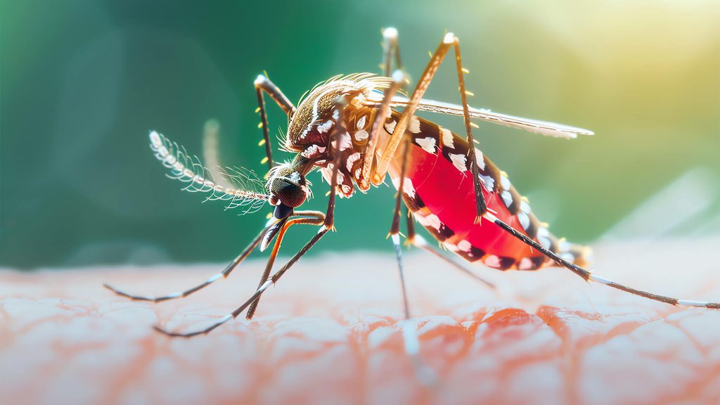 Enfermedades Transmitidas por Mosquitos, las 5 Más Comunes