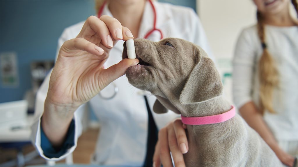 El Uso de Paracetamol en Perros y Gatos