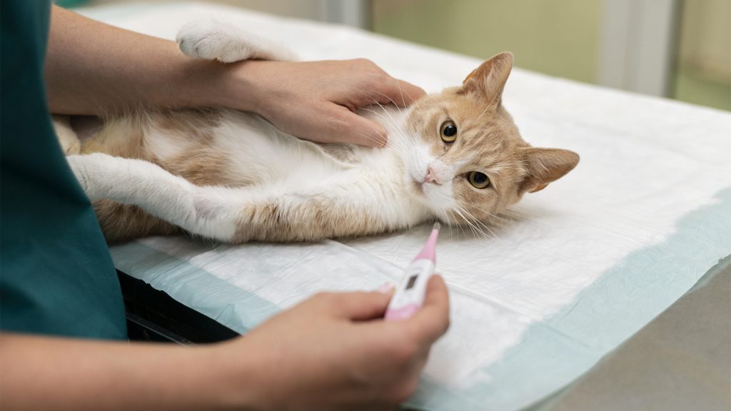 Enfermedades Invernales en Perros y Gatos